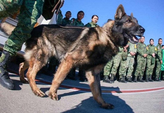 HANDOUT / MEXICAN FOREIGN MINISTRY / AFP