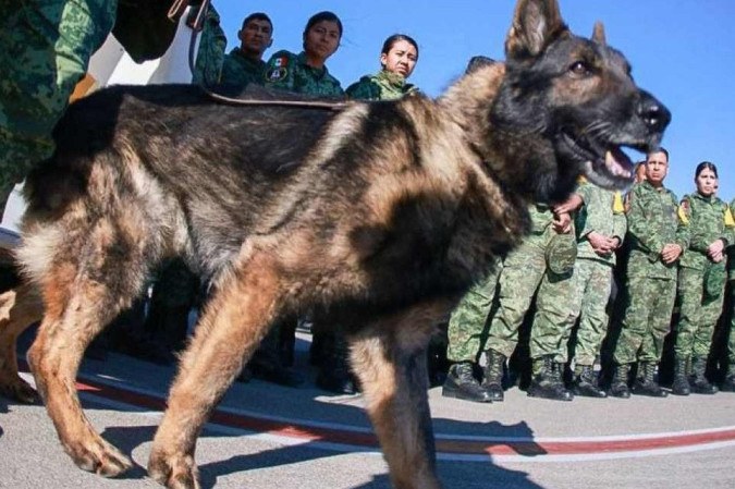 O cachorro da raça pastor alemão mordeu a cabeça do jovem, atingindo próximo a pálpebra esquerda e a testa. Imagem ilustrativa. -  (crédito: HANDOUT / MEXICAN FOREIGN MINISTRY / AFP)