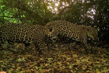 Os grandes mamíferos da floresta estão entre os principais atingidos -  (crédito: Daniel Rocha/UC Davis/Divulgação )