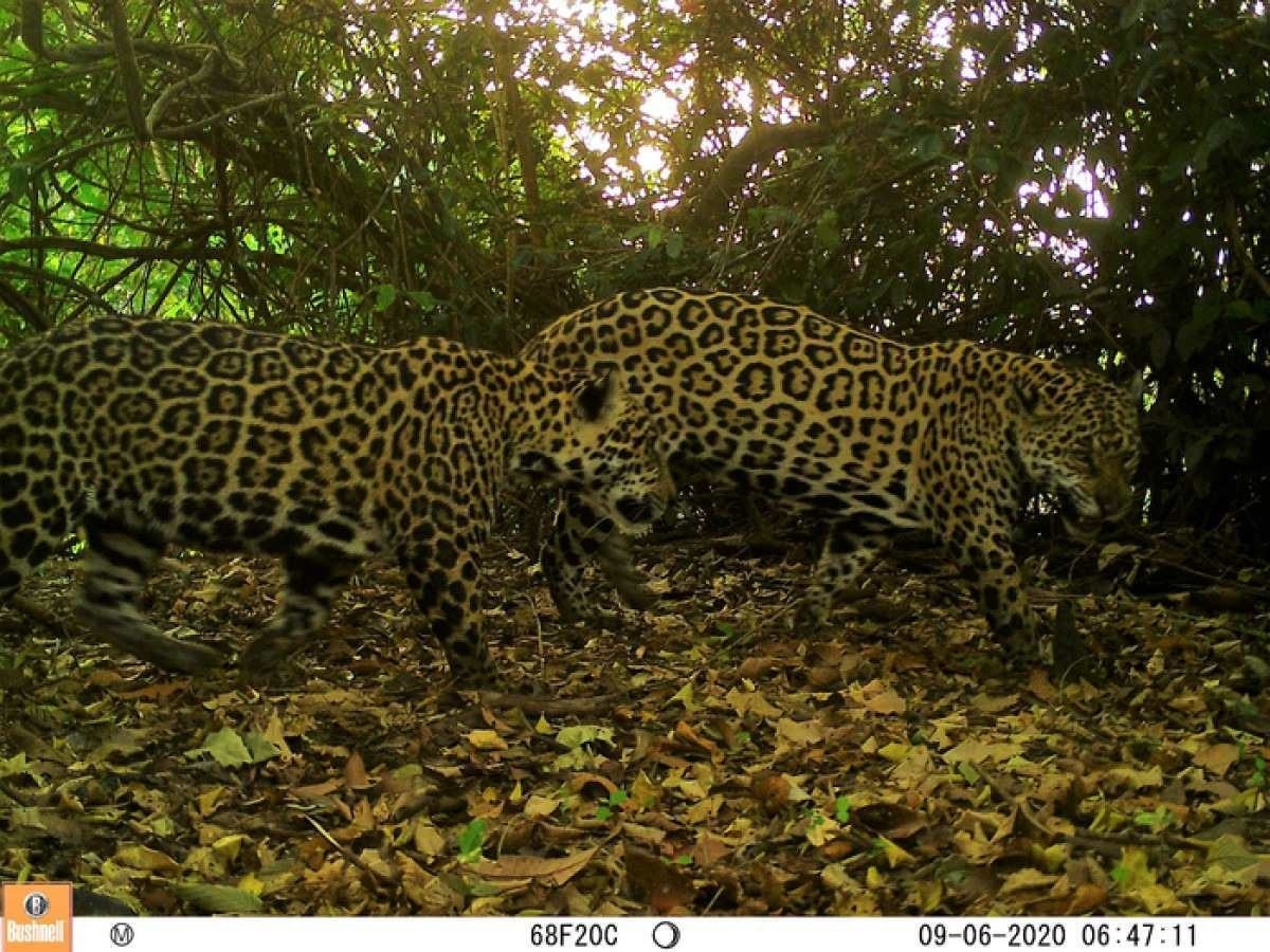 Mamíferos da Amazônia são ameaçados por 