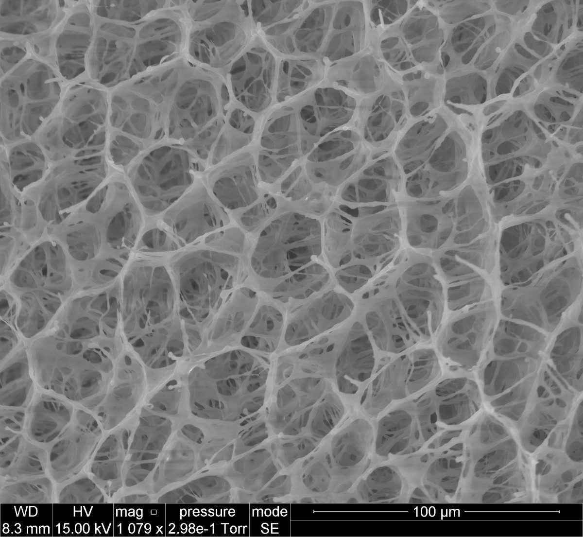 Cientistas criam filtro de água inspirado em buchas vegetais