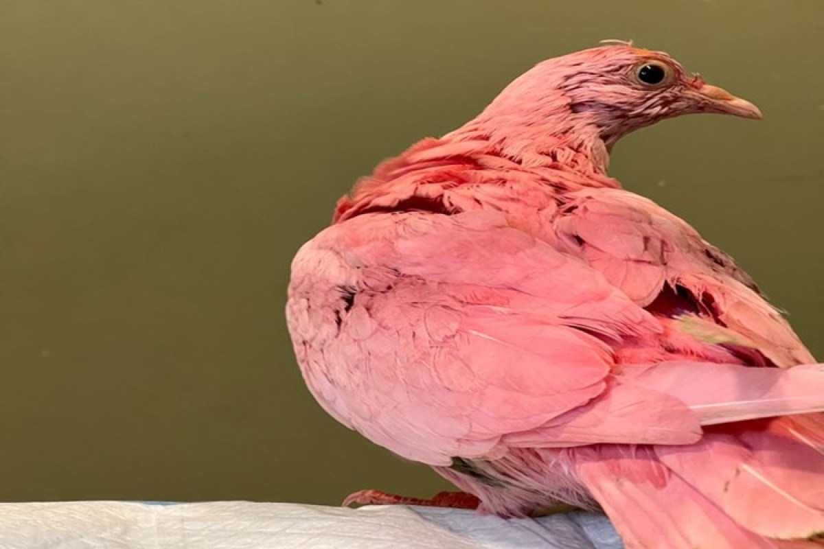 Pombo morre intoxicado após ser pintado de rosa para chá revelação