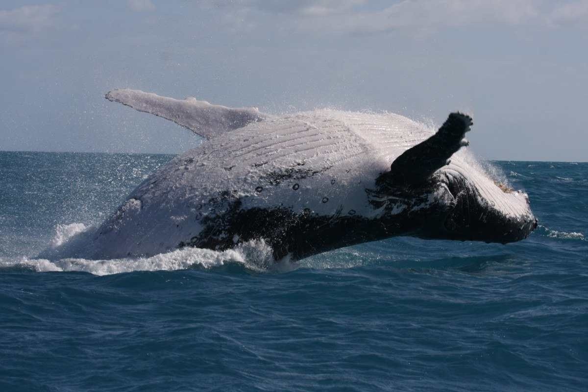 Guarda costeira norueguesa salva baleia presa a cordas no Mar de