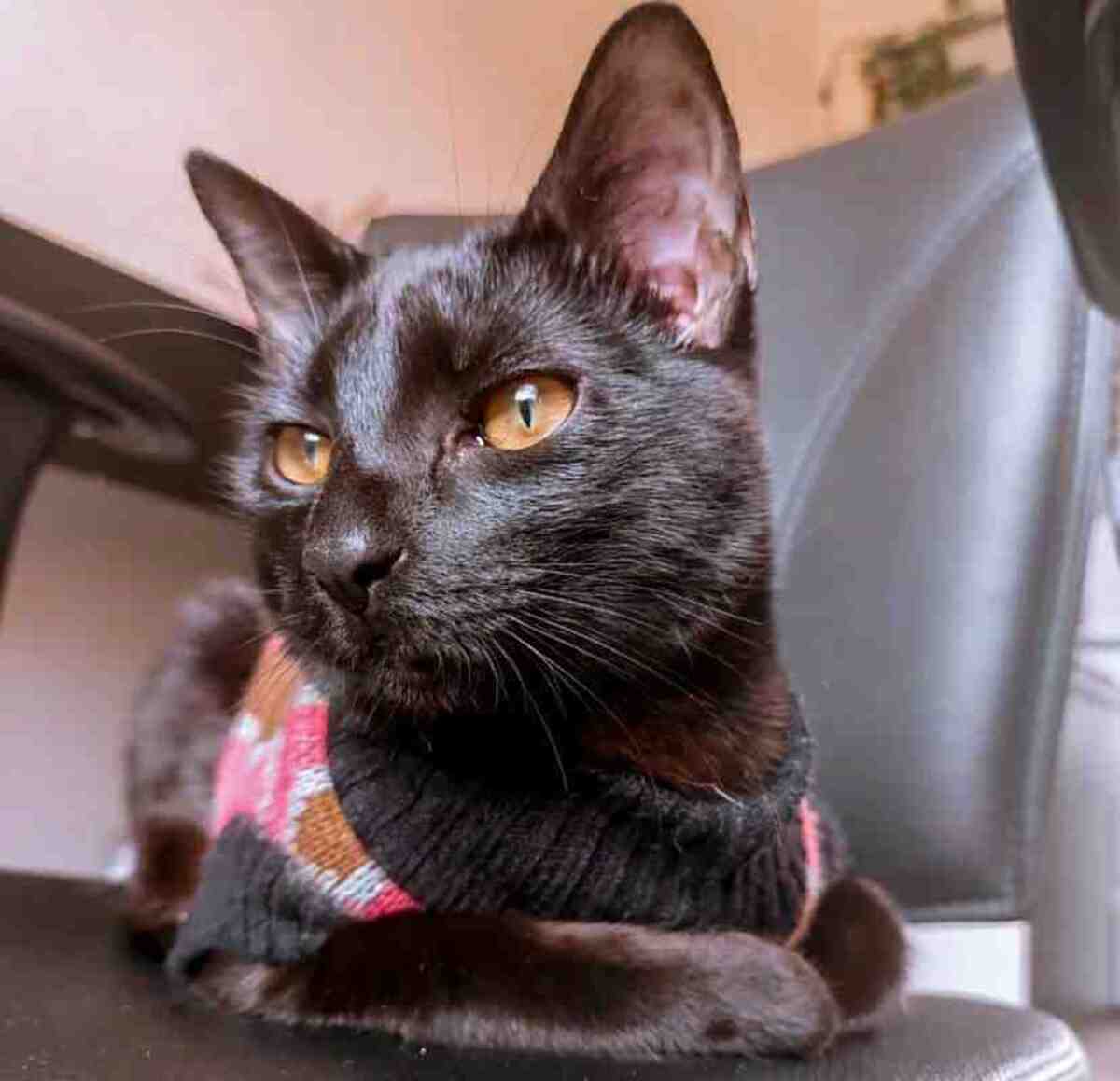 Ludmilla Gonçalves sempre conviveu com os felinos, e desde criança sente carinho por eles.  -  (crédito: Arquivo pessoal)