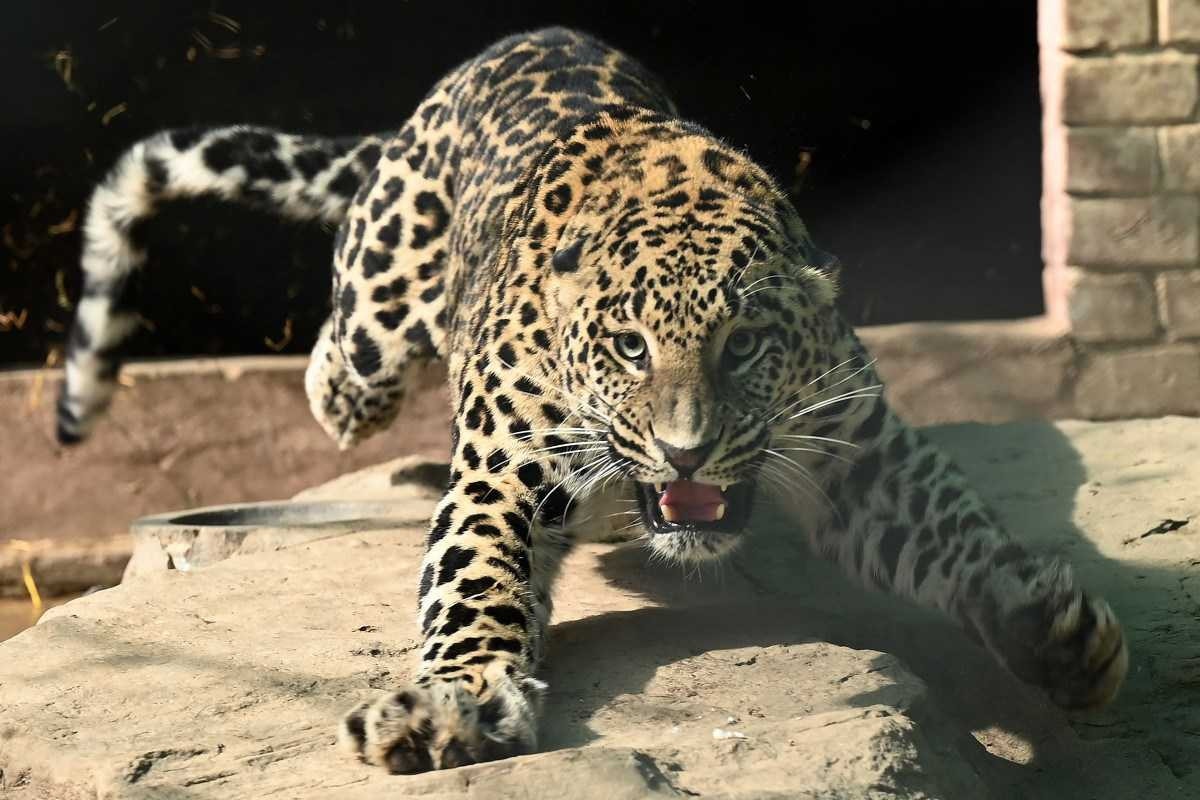 Leopardo de estimação foge e causa pânico na capital do Paquistão