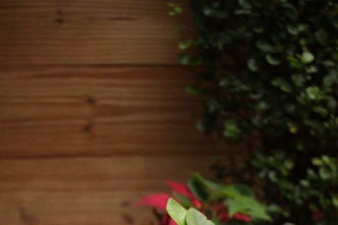 Cores vivas e elementos que fazem qualquer um ficar com vontade