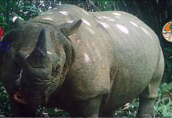 Ujung Kulon National Park / AFP