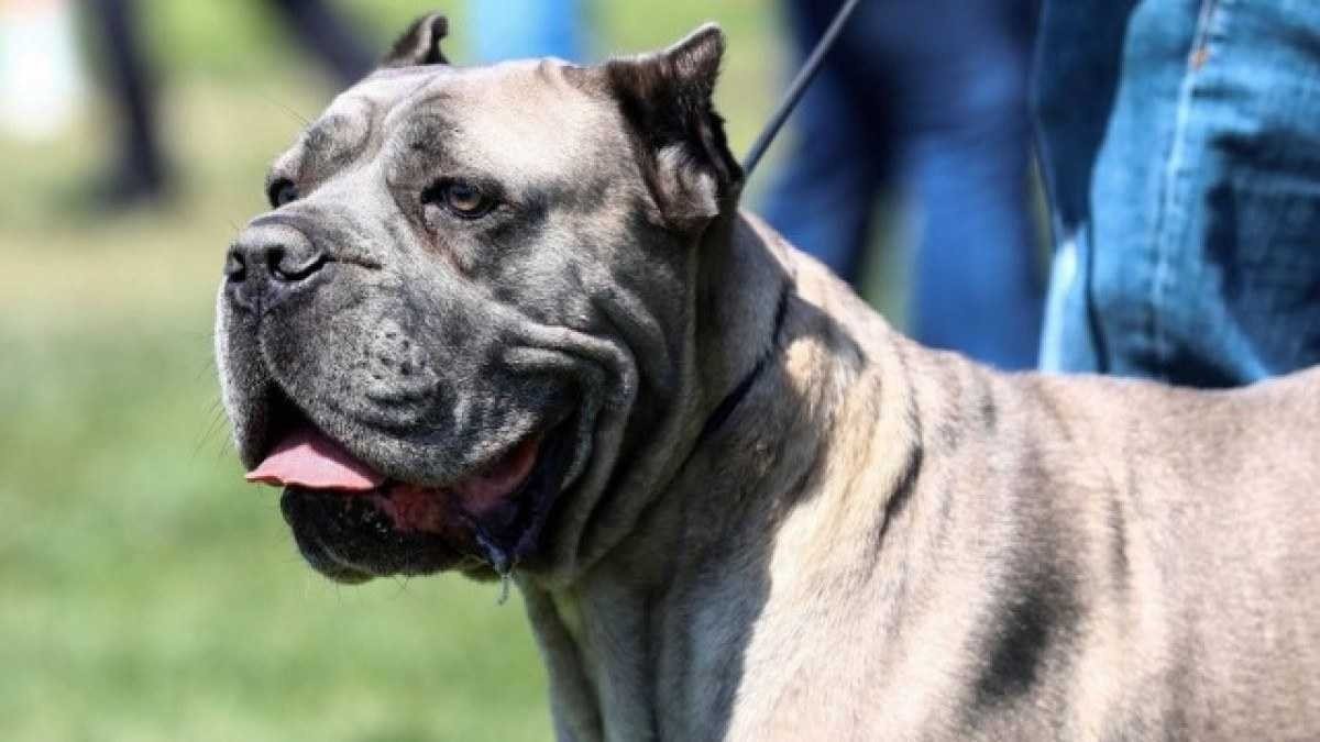 Cachorro dispara arma por acidente contra o dono nos EUA