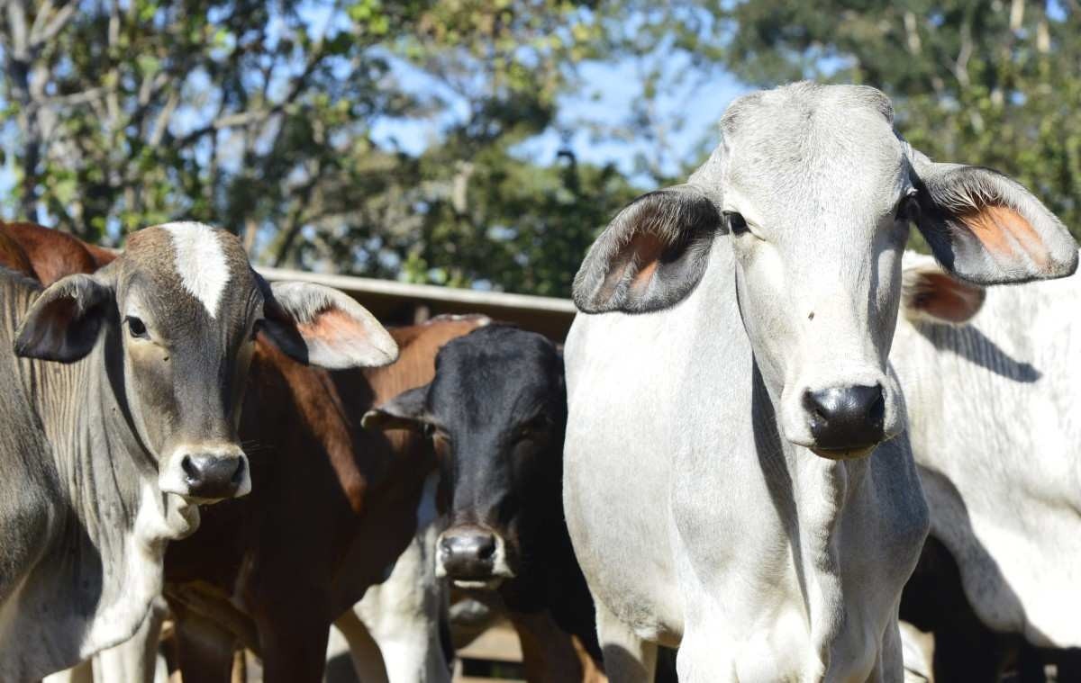 Governo confirma teste positivo para 'vaca louca' no Pará