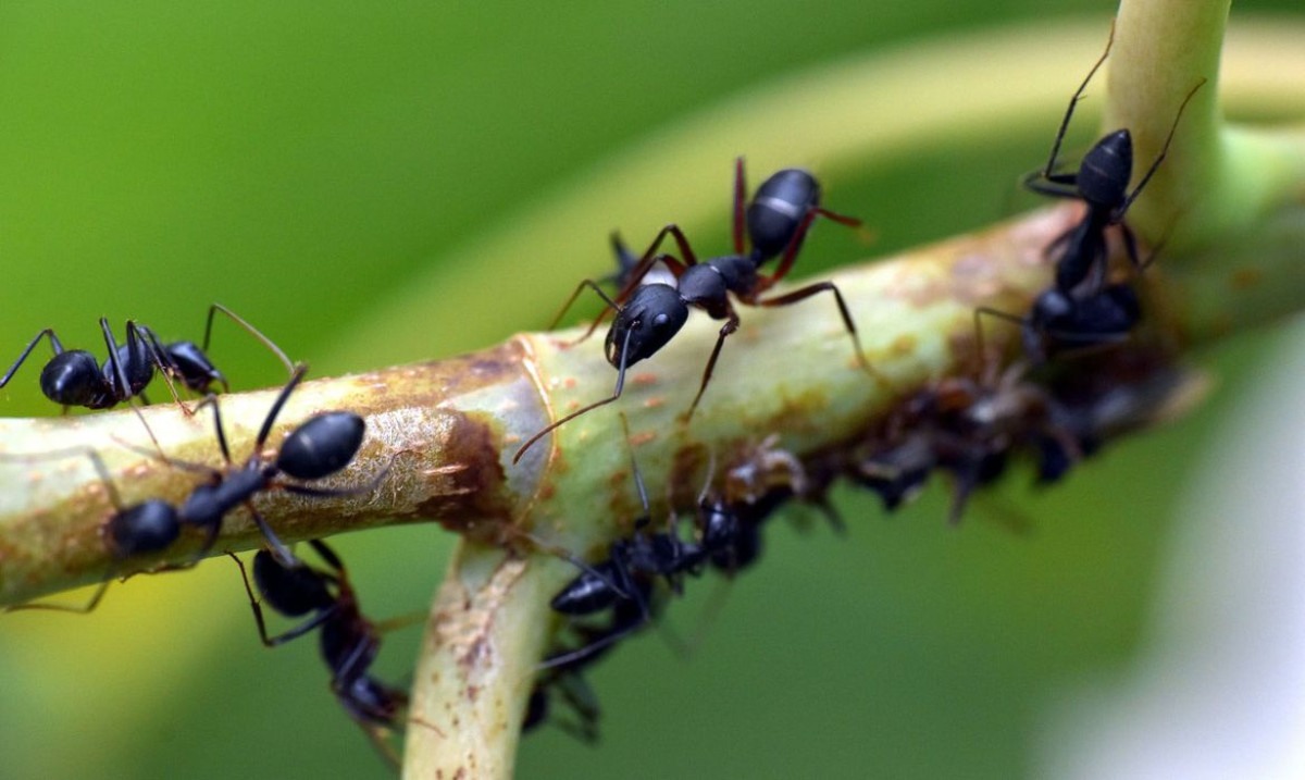 Estudo com formigas revela efeitos do pasto na diversidade amazônica