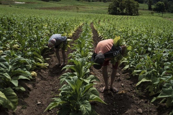 Lavouras de fumo têm três produtores na ‘lista suja’ do trabalho escravo - Lavouras de fumo têm três produtores na ‘lista suja’ do trabalho escravo -