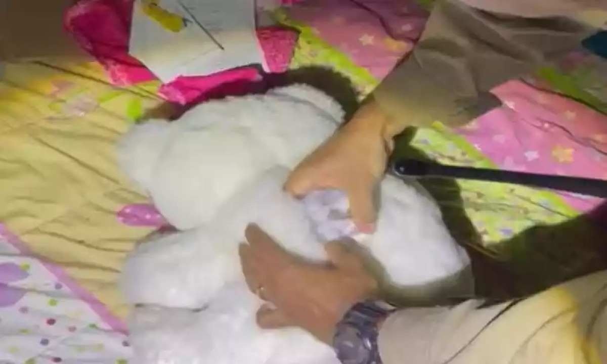 PM encontra barra de maconha escondida dentro de urso de pelúcia