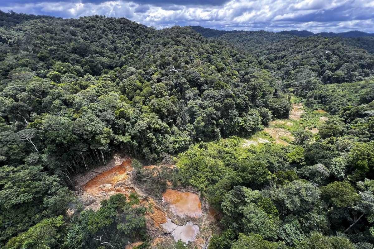 CAF investe US$ 25 milhões em reflorestamento na América Latina