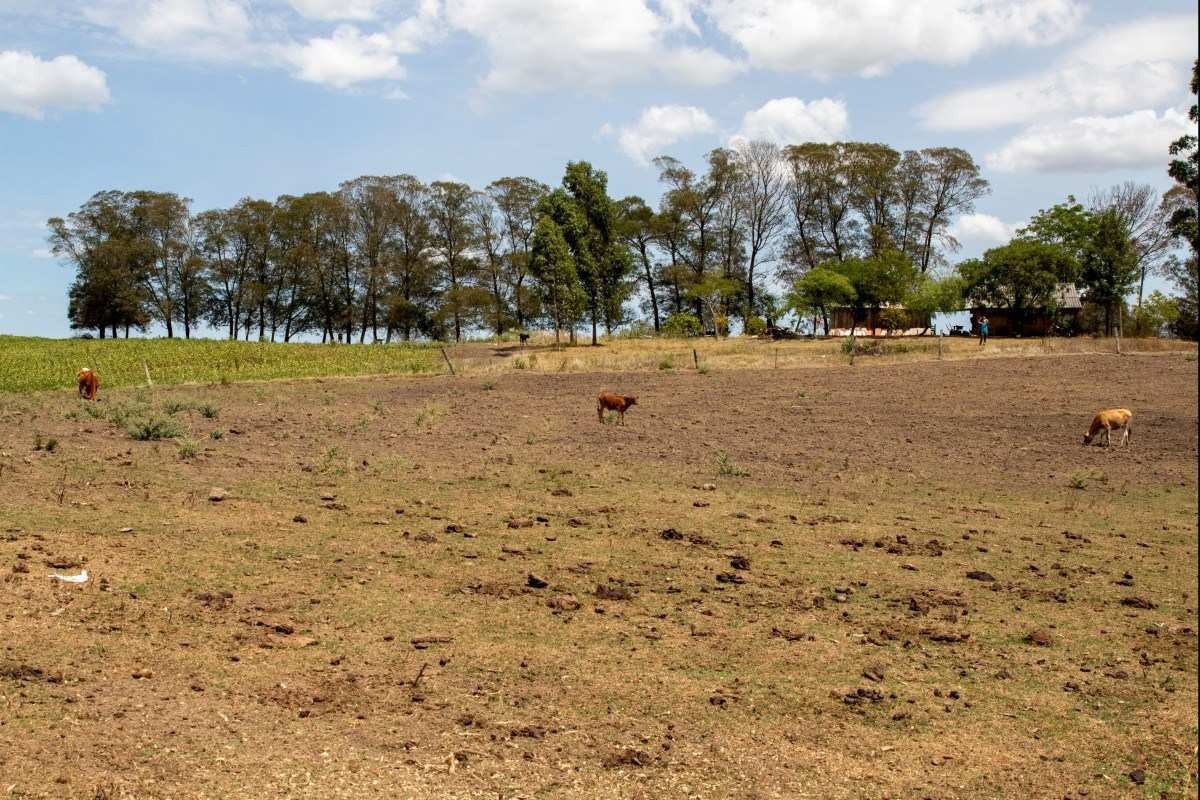 Nordeste tem 15 cidades em situação de emergência pela seca; confira