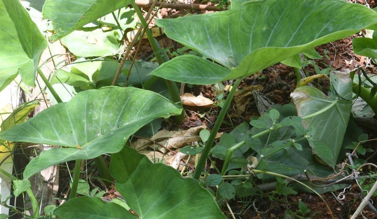 Plantas estressadas emitem sons, diz estudo