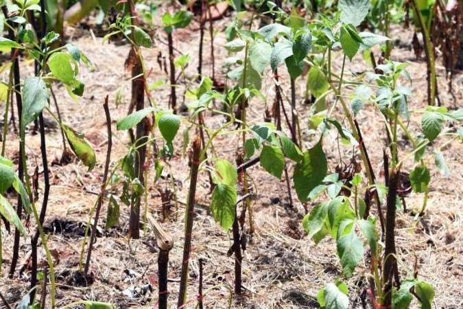  O local está aberto para visitação das 6h às 22h e recebe doações de mudas e sementes