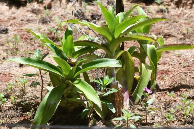  A horta, que começou pequenininha, ganhou mais espaço a partir da união coletiva

