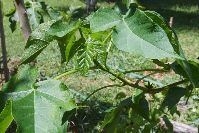  De forma voluntária, moradores plantam ervas medicinais, hortaliças e flores