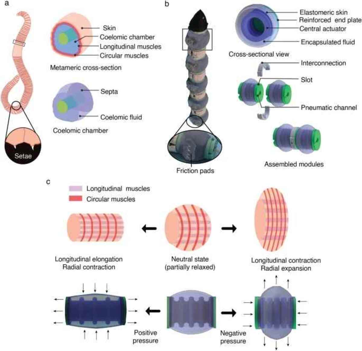 A invenção robótica conseguiu se locomover a uma velocidade de 1,35 mm/s.