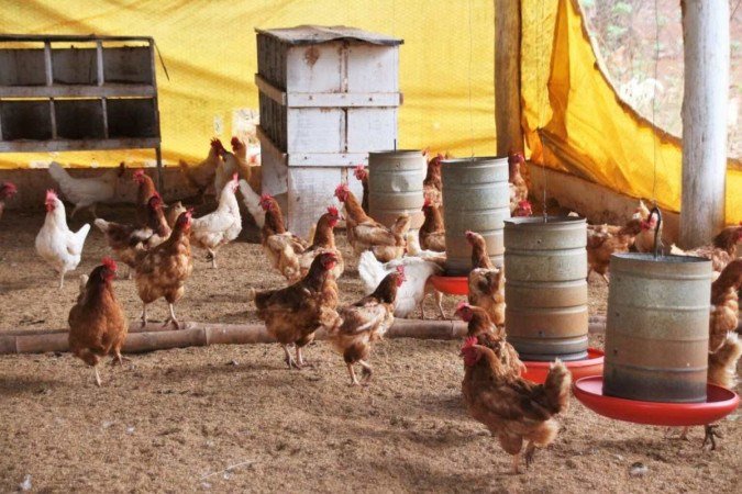 Emergência zoossanitária continua por mais 180 dias - (crédito: Divulgação/Emater-DF) Emergência zoossanitária continua por mais 180 dias - (crédito: Divulgação/Emater-DF)