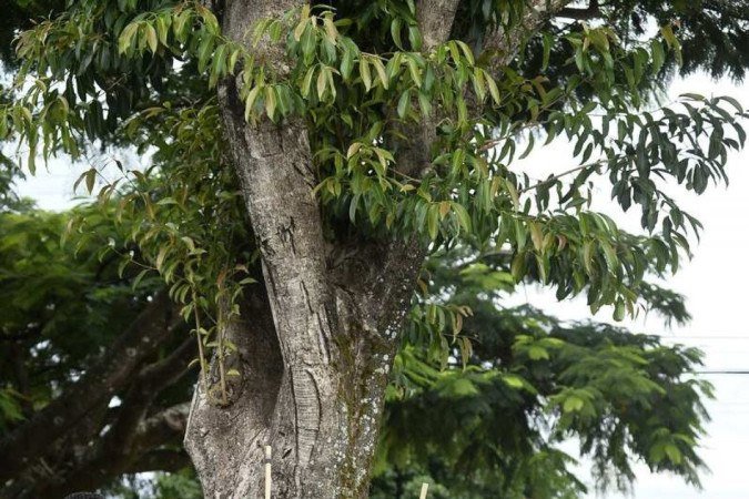  02/03/2023. Crédito: Minervino Júnior/CB/D.A Press. Brasil.  Brasilia - DF. Gito do forró nas Feiras. Músico e multi-instrumentista Riva Santana e sua Banda.