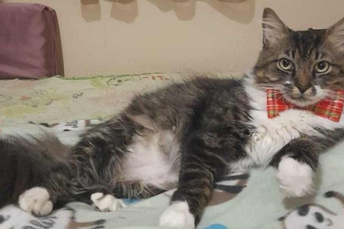 Miranda: o gato está vivo há cinco anos após o diagnóstico - (crédito: Mônica Silva/Arquivo pessoal) Miranda: o gato está vivo há cinco anos após o diagnóstico - (crédito: Mônica Silva/Arquivo pessoal)