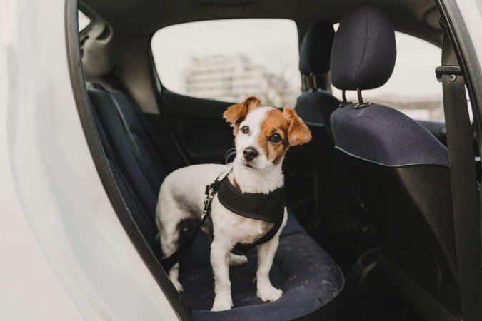 Após 40 anos, foi identificado um caso de raiva canina na cidade de São Paulo - (crédito: Getty Images/iStockphoto) Após 40 anos, foi identificado um caso de raiva canina na cidade de São Paulo - (crédito: Getty Images/iStockphoto)
