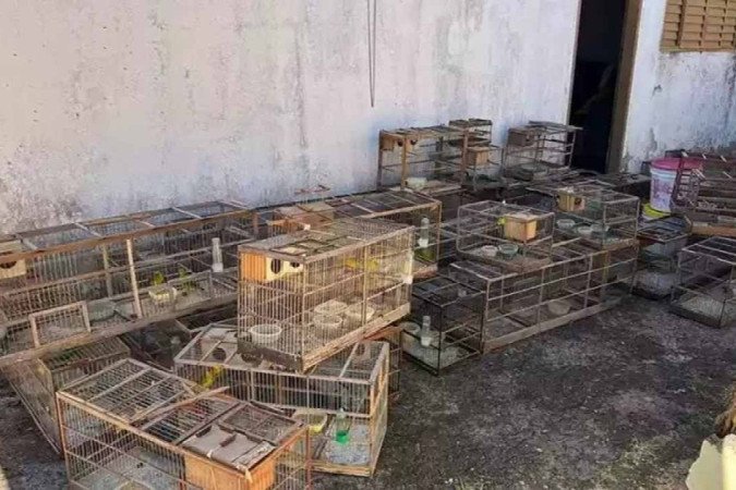  (crédito: PMMG/Divulgação)