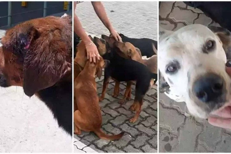 Ponto de abandono: cachorros são largados na BR-040 em Minas Gerais