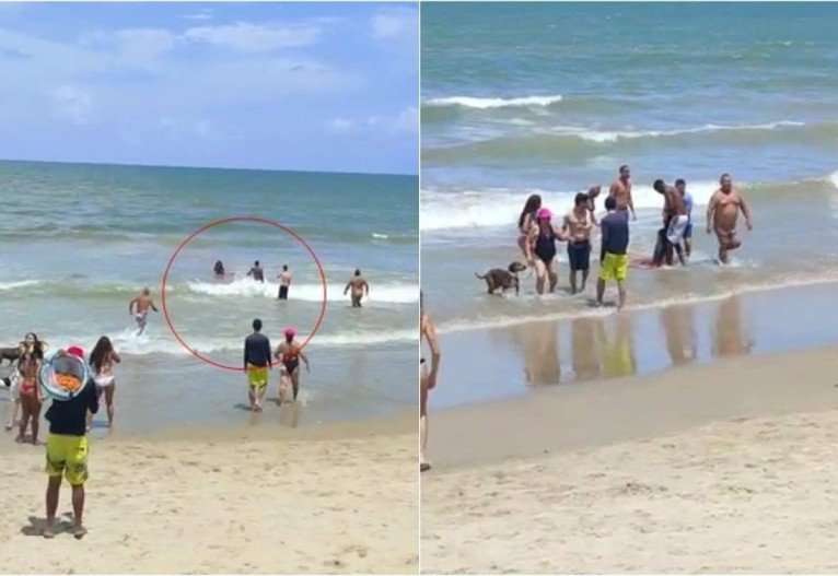Recife registra 3° ataque de tubarão em 15 dias; veja vídeo do momento