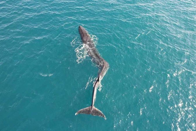 A baleia-comum com escoliose é uma das raras aparições da espécie com o dano grave na coluna - (crédito: Fundación Oceanogràfic) A baleia-comum com escoliose é uma das raras aparições da espécie com o dano grave na coluna - (crédito: Fundación Oceanogràfic)