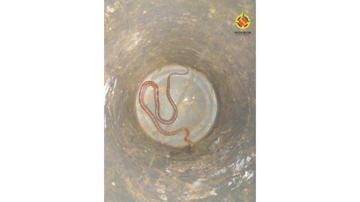 Espécie exótica de serpente é capturada perto de jardim de infância na Asa Sul