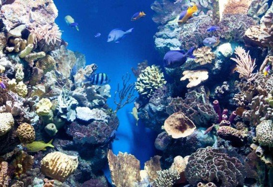 Reprodução/Freepik