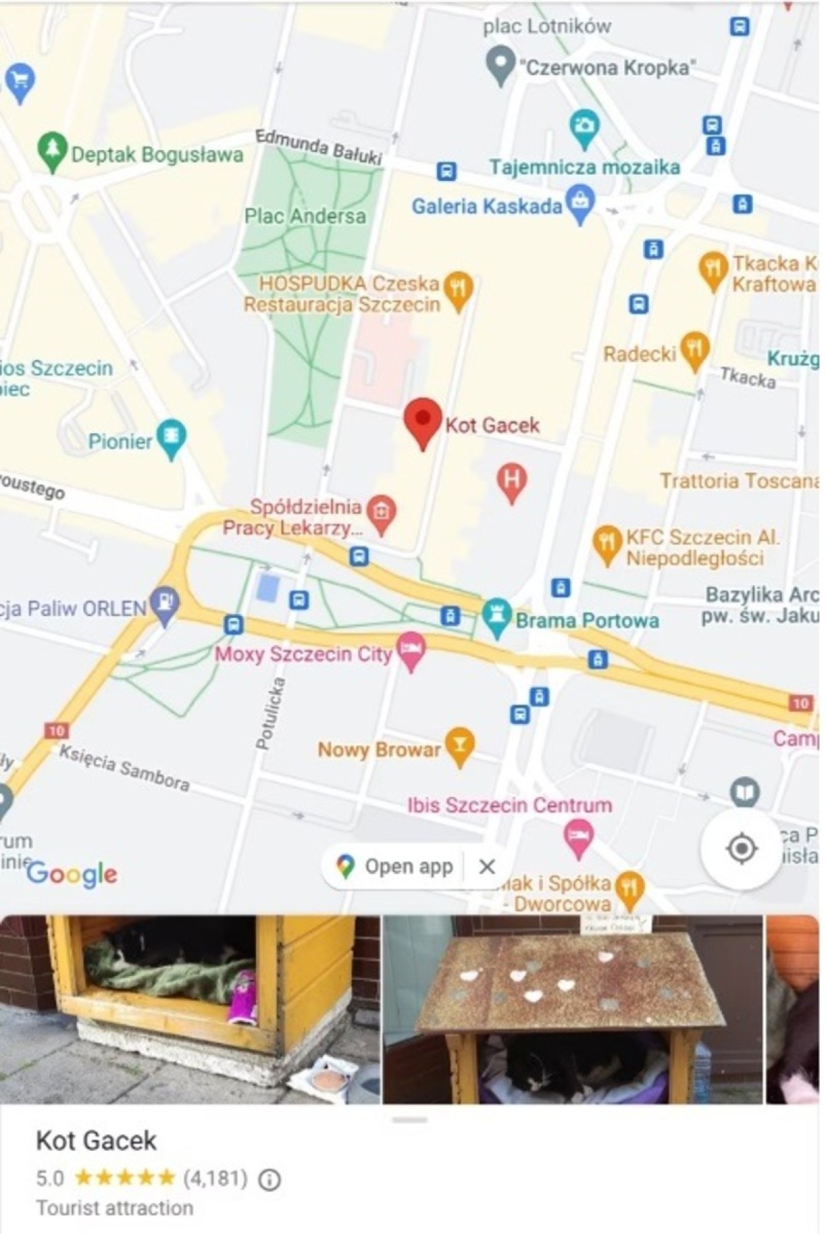Uma captura de tela de 4 de março, quando mais de 4.000 revisores do Google Maps classificaram "Kot Gacek" com cinco estrelas. O Google retirou brevemente o gato do Google Maps e as avaliações desapareceram até que as pessoas as adicionaram novamente.