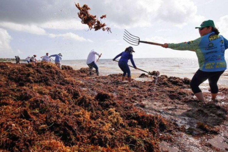 Os 9 mil km de algas que avançam para Caribe e Flórida