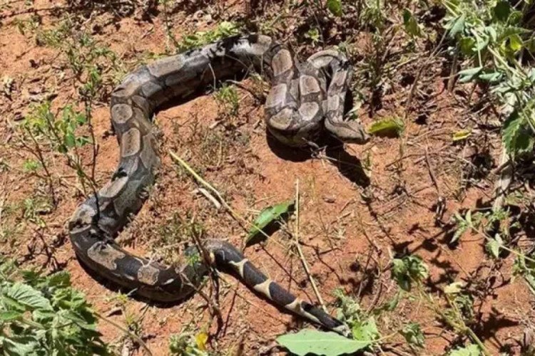 Jiboia de 2 metros aparece em quintal e assusta moradores