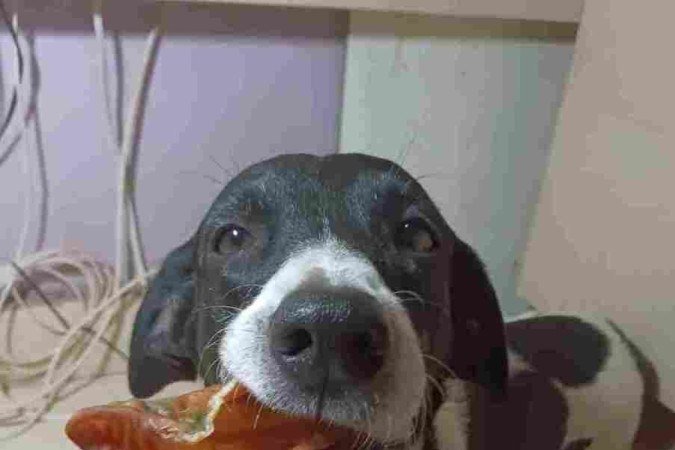 Kaiser se diverte com seu mordedor natural 