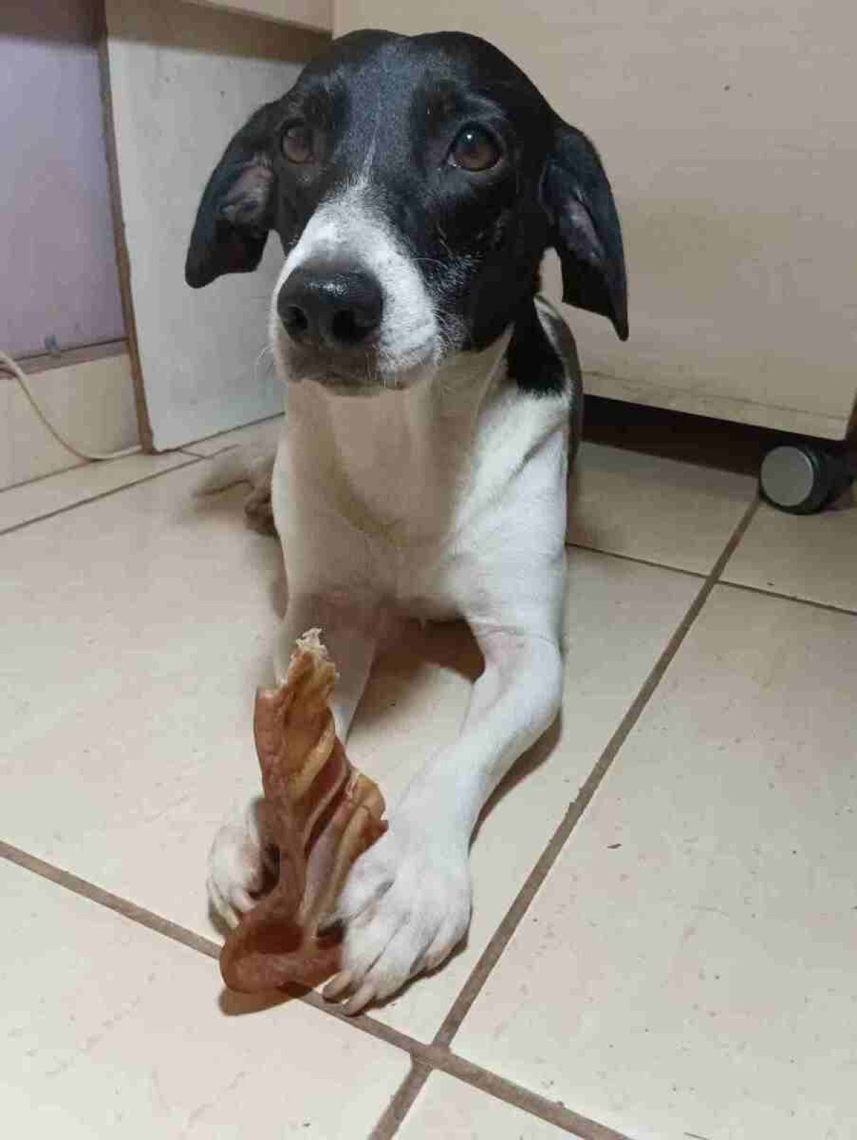 Kaiser, o cachorro de Valéria Mendes, vê o seu mordedor como um brinquedo 