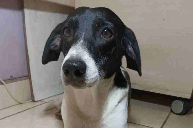 Kaiser, o cachorro de Valéria Mendes, vê o seu mordedor como um brinquedo 