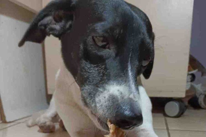 Kaiser, o cachorro de Valéria Mendes, vê o seu mordedor como um brinquedo 