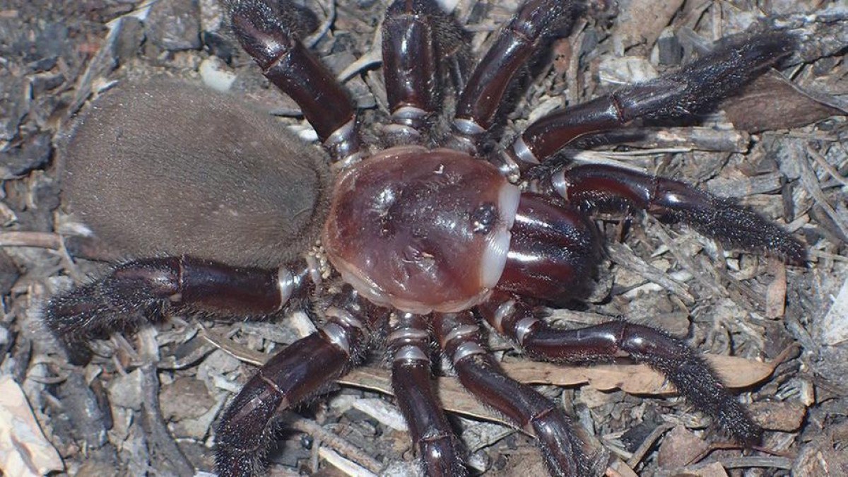 A 'espetacular' nova espécie de aranha descoberta na Austrália 