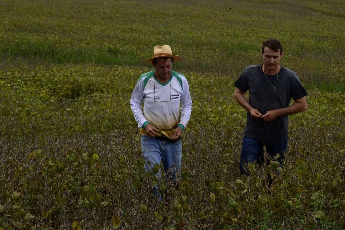 Produção de soja e trigo turbinam agronegócio no Distrito Federal