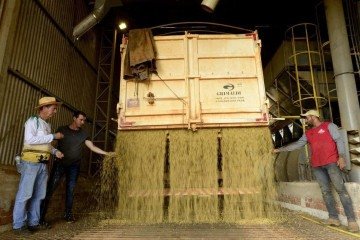 Produção de grãos registra marca histórica no DF -  (crédito: Carlos Vieira/CB/D.A.Press)