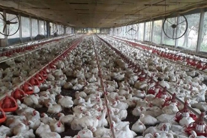 Granja de produção de carne de frango: plano de contingência visa reforçar controles -  (crédito:  Reprodução/Noticias Agricolas)