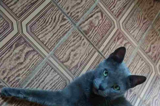 Puff super saudável com 
todas as vacinas em dia 