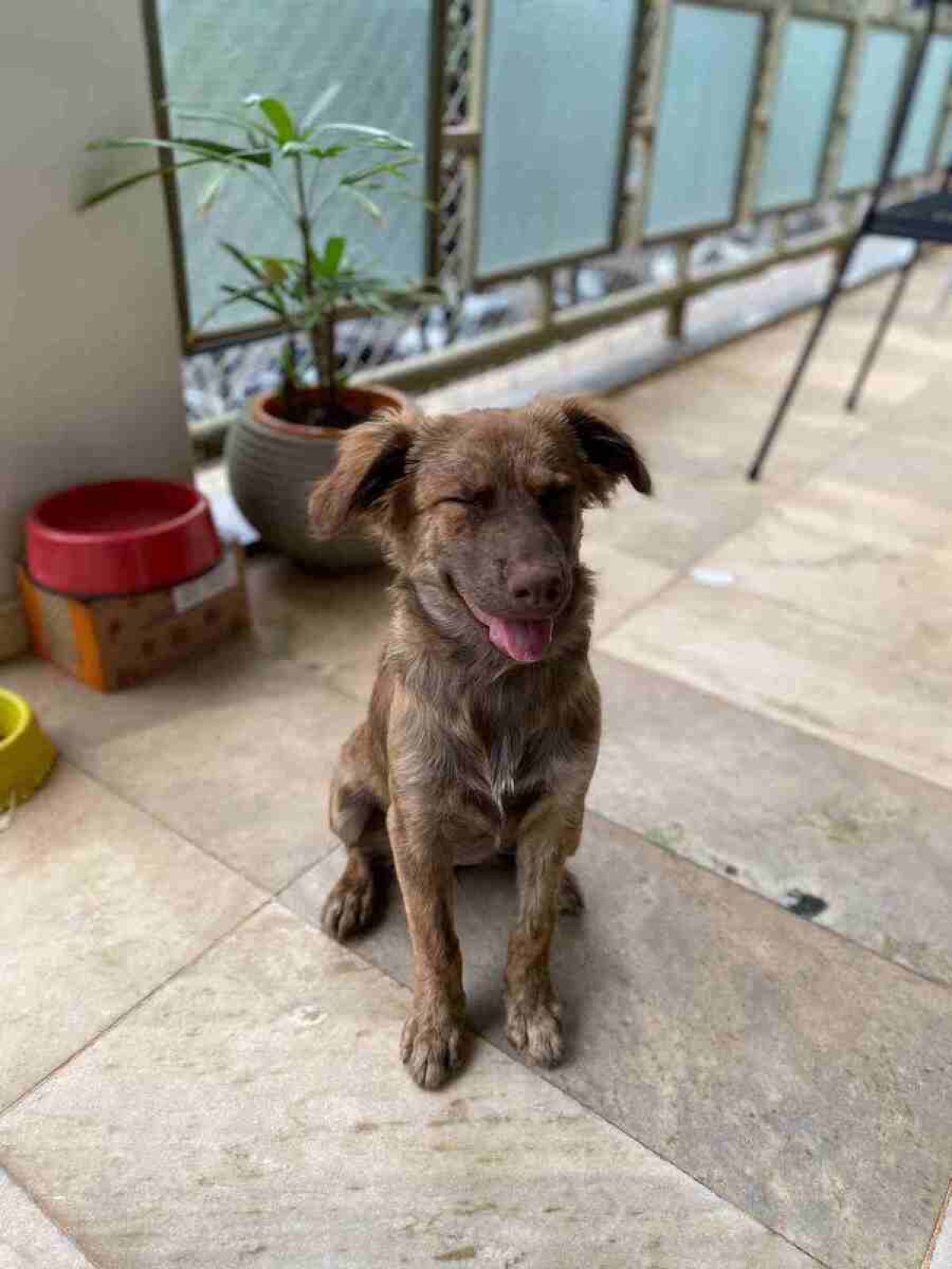 Bali, a cadelinha de Ingrid Castilho, sorri alegremente, pois sabe que tem uma tutora que se preocupa com sua caderneta de vacinação 