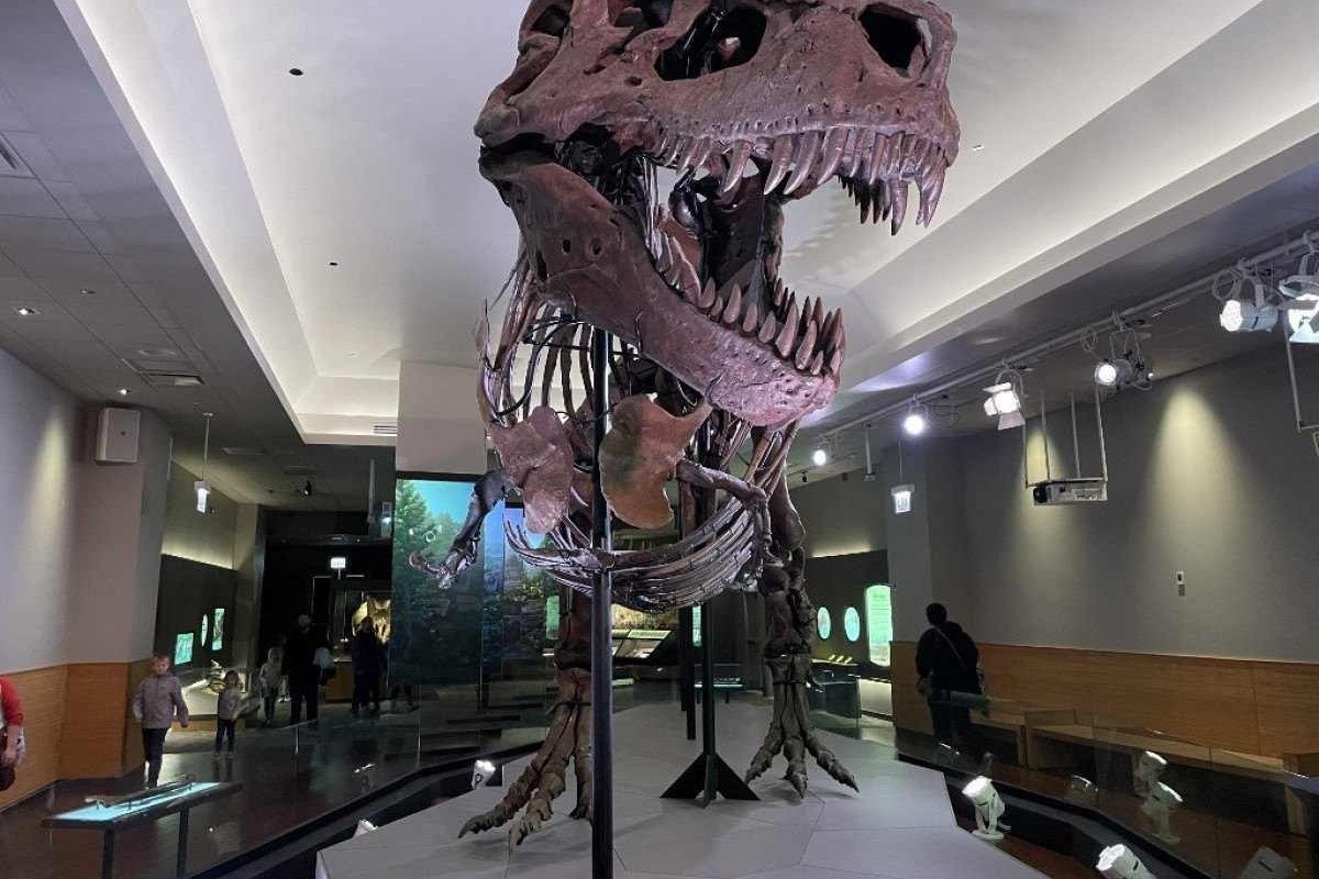 Tiranossauro Rex Rex Rex Dos Terópodes Mais Grandes Dinossauro