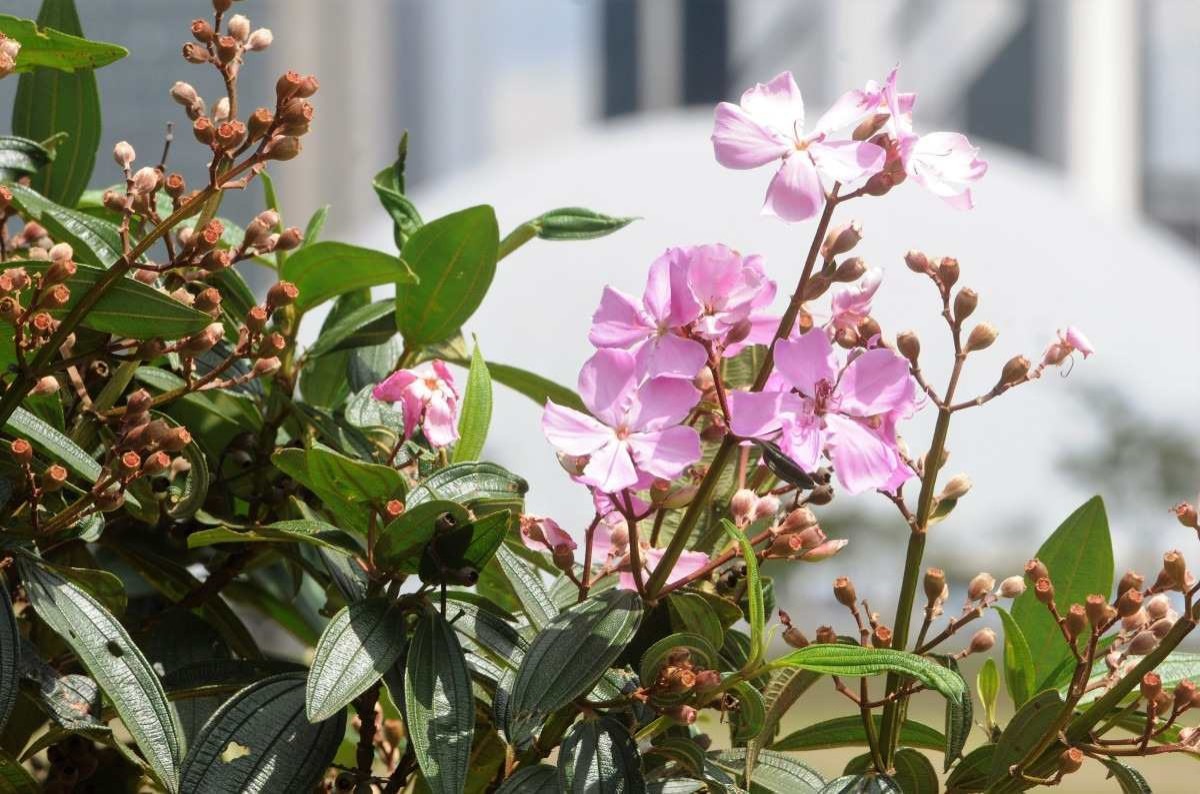 Saiba qual espécie de planta floresce no DF em cada mês do ano