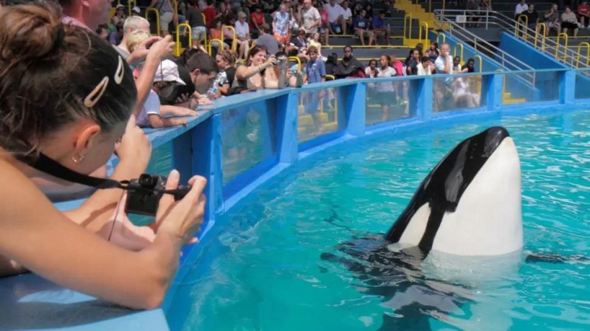 A triste história da orca Lolita, que vai retornar para o mar após 50 anos em cativeiro