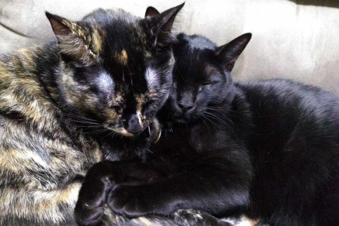 Lisa (escaminha) e Bart (preto) são os pets da família de Márcia